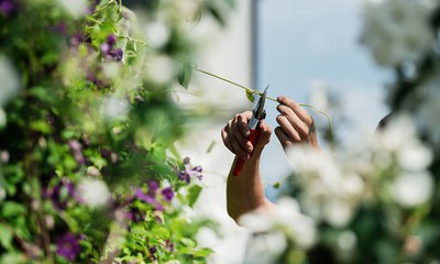 garten_02.jpg